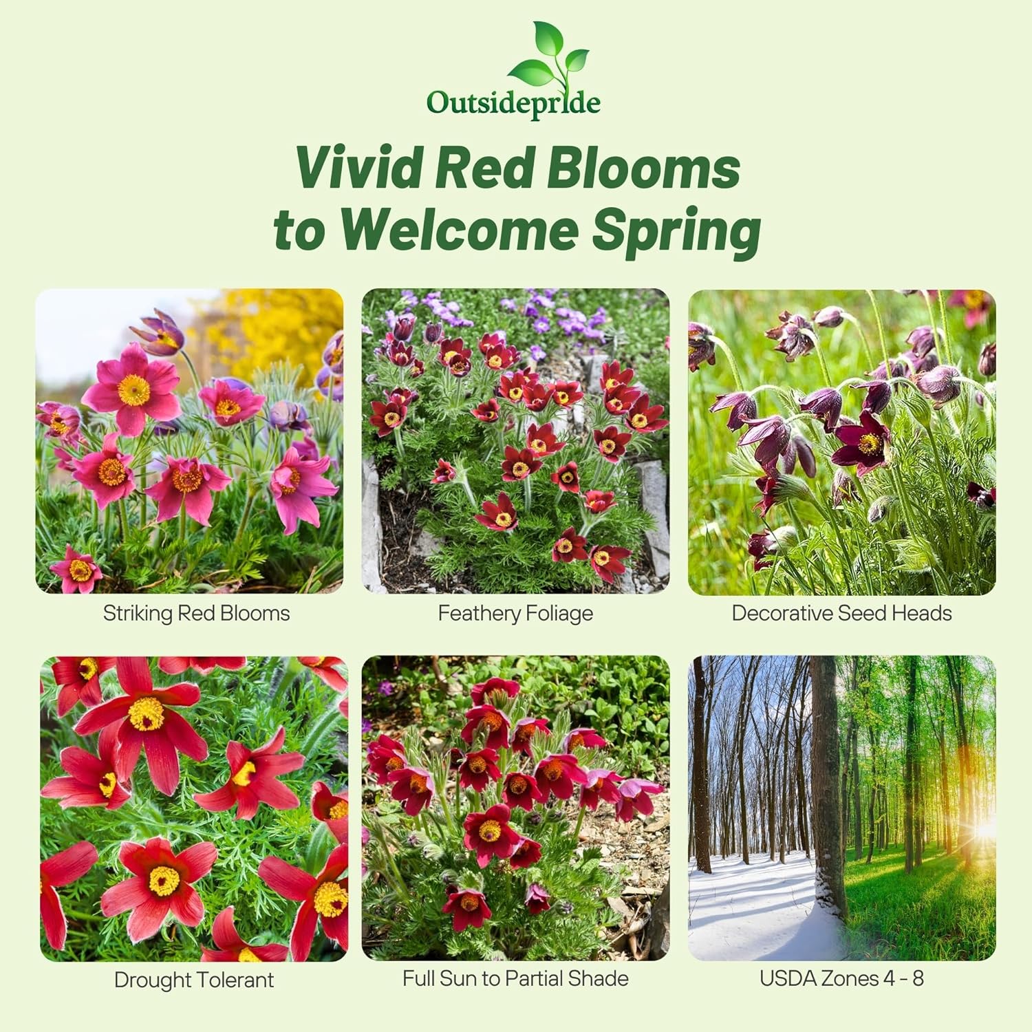 nemone Pulsatilla Vulgaris Red Flowers
