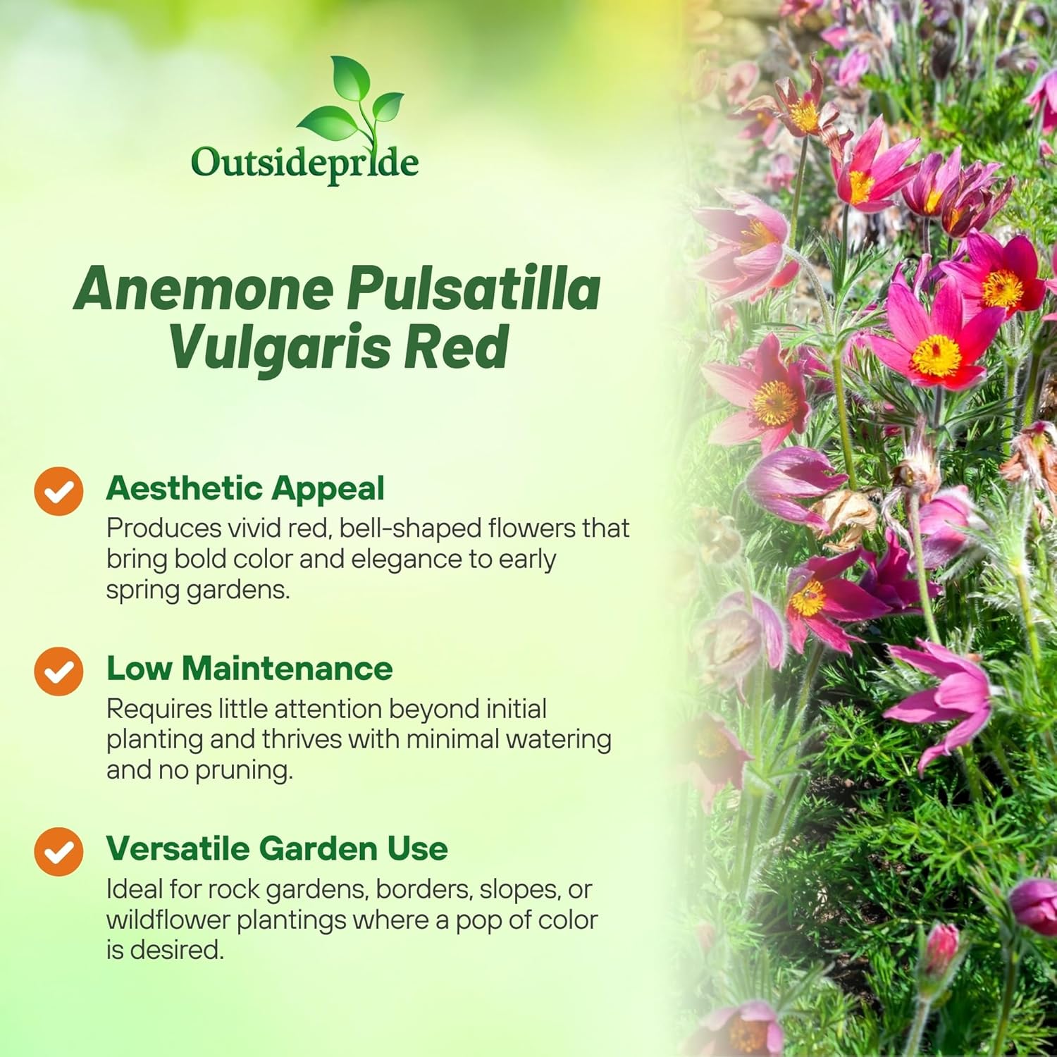 Pasque Flower Red