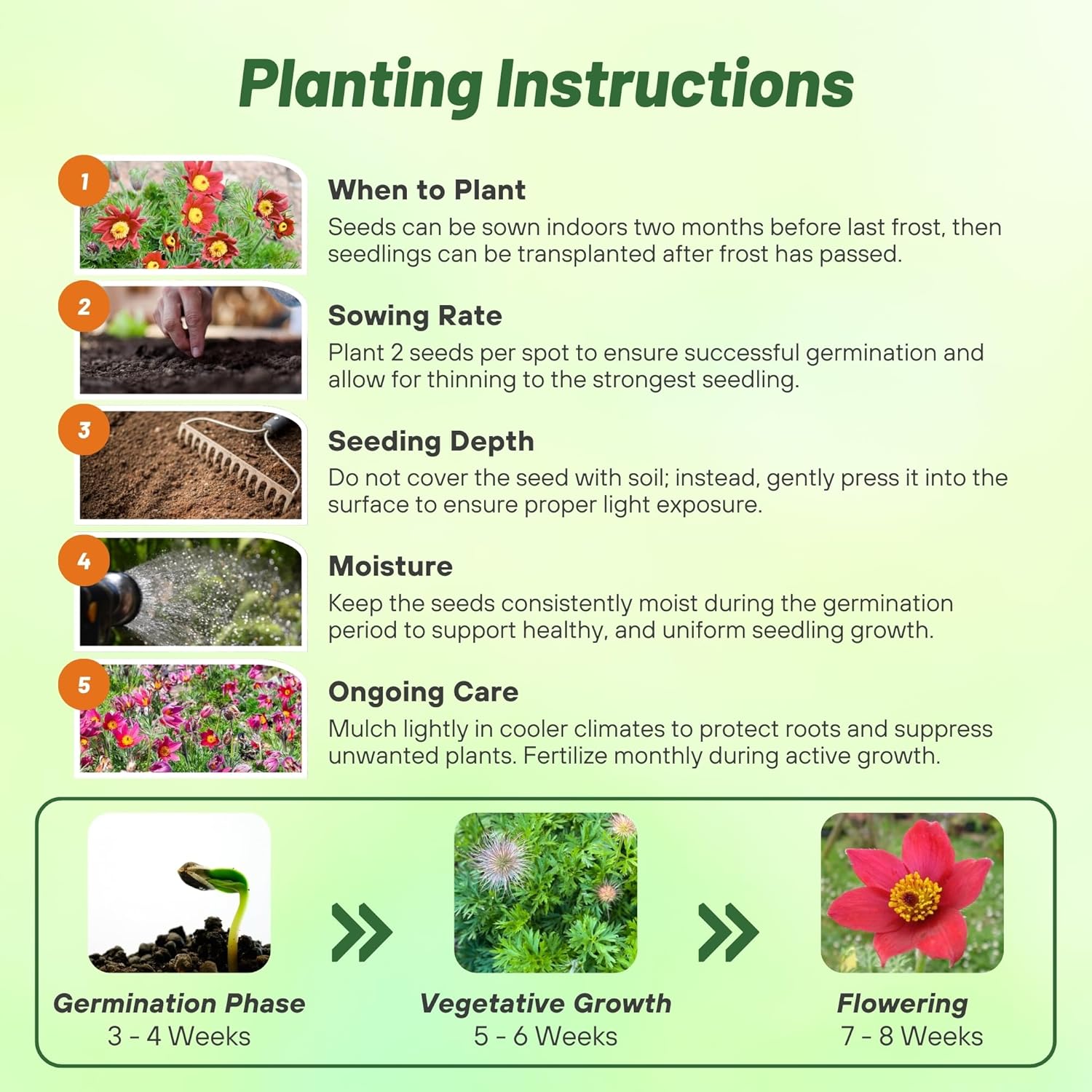 Anemone Pulsatilla Red Planting Directions