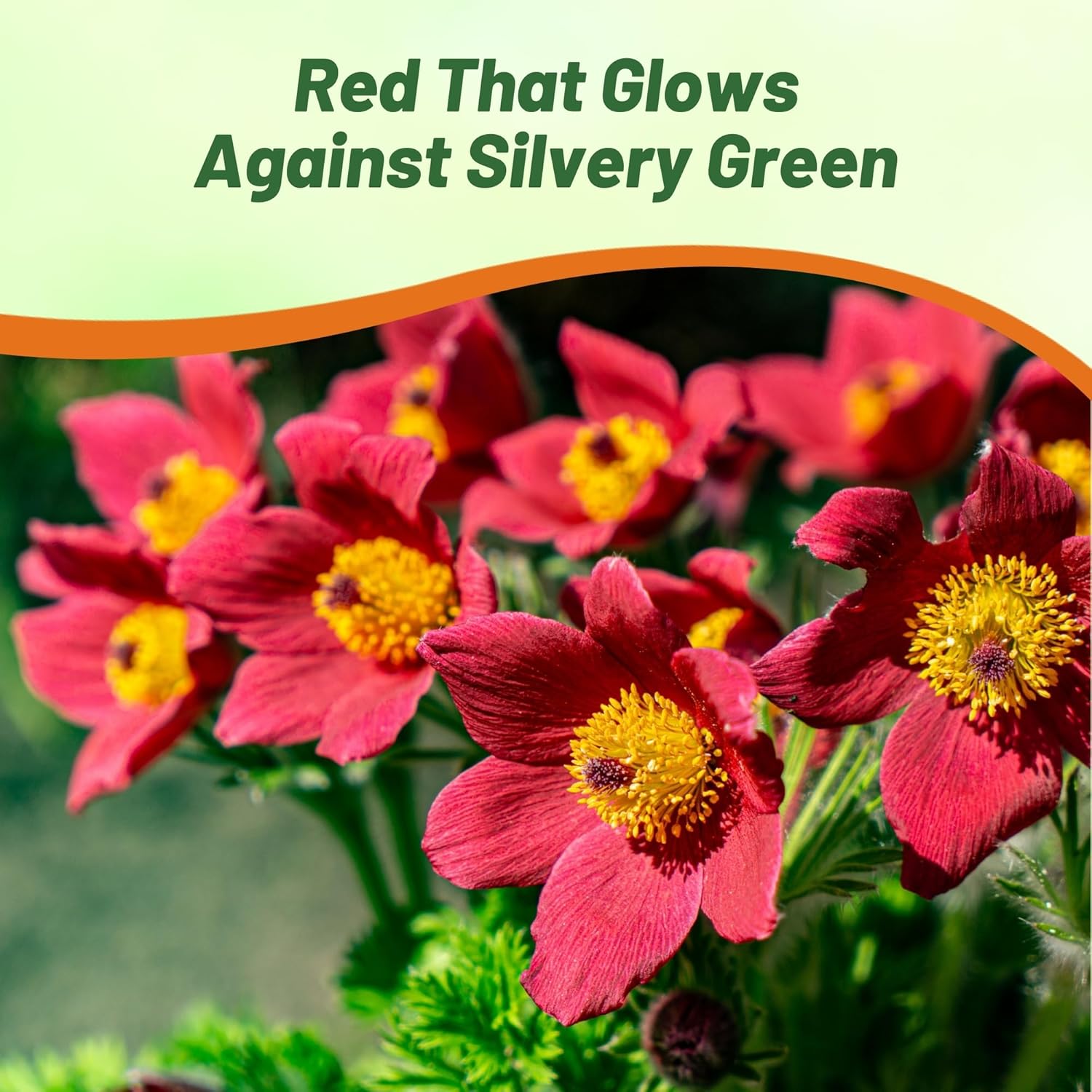 Anemone Pulsatilla Red Cut Flower