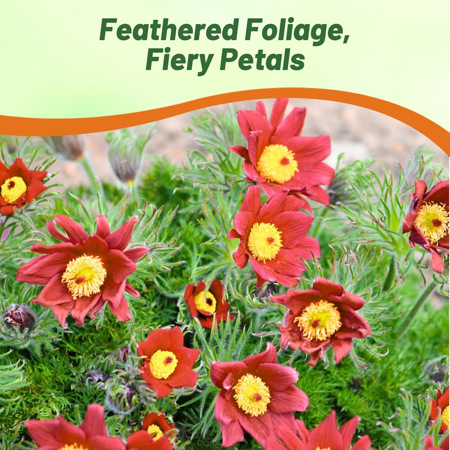 Pasque Flower Red Container Cut Flower