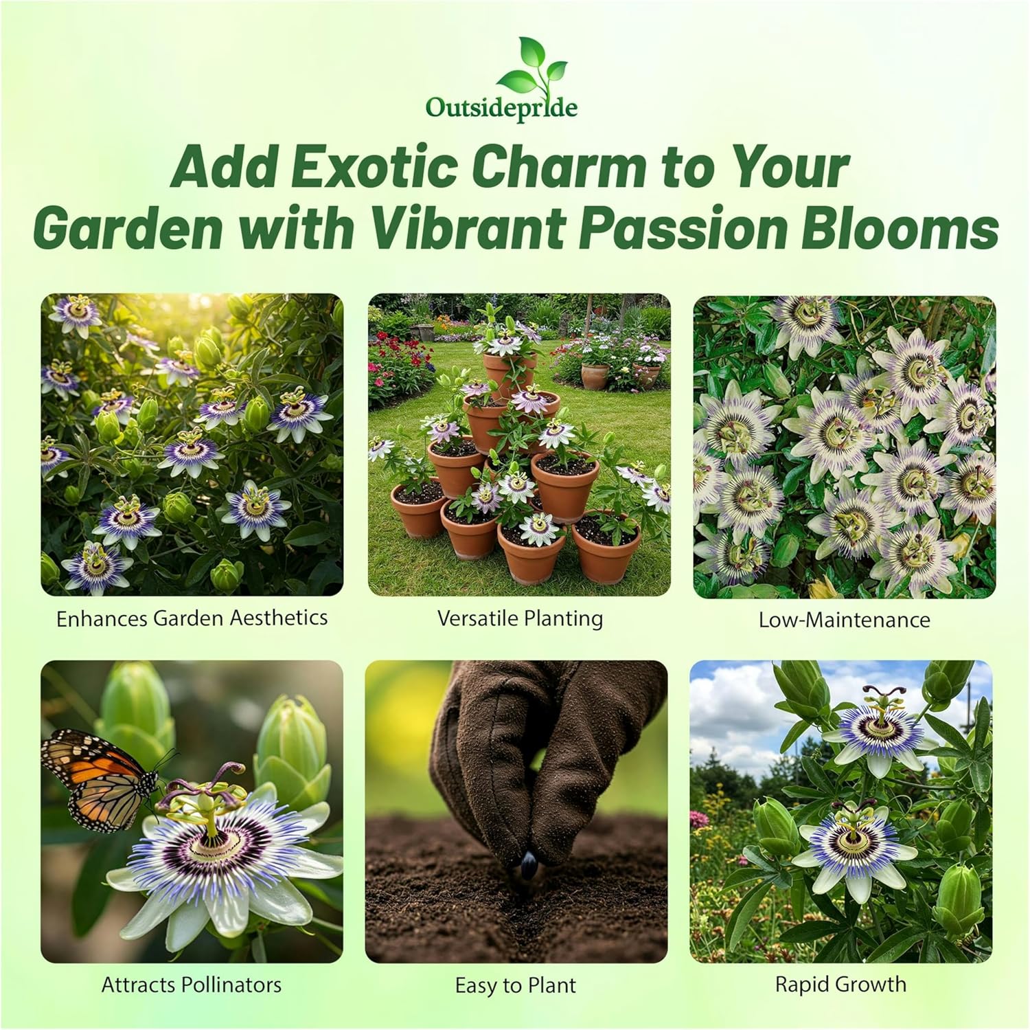 Passiflora Caerulea Flower Garden