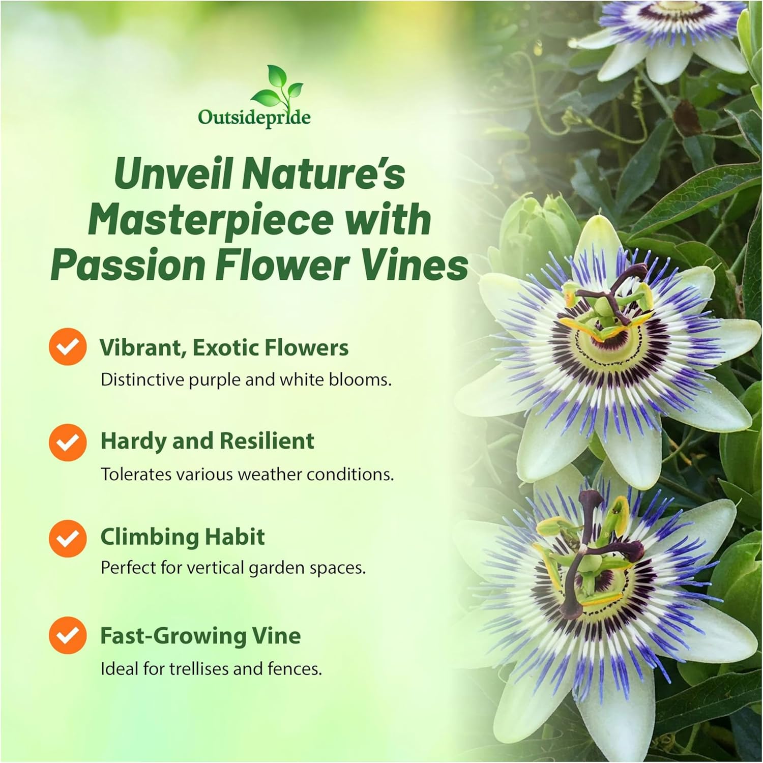 Passion Flower Tropical Plants