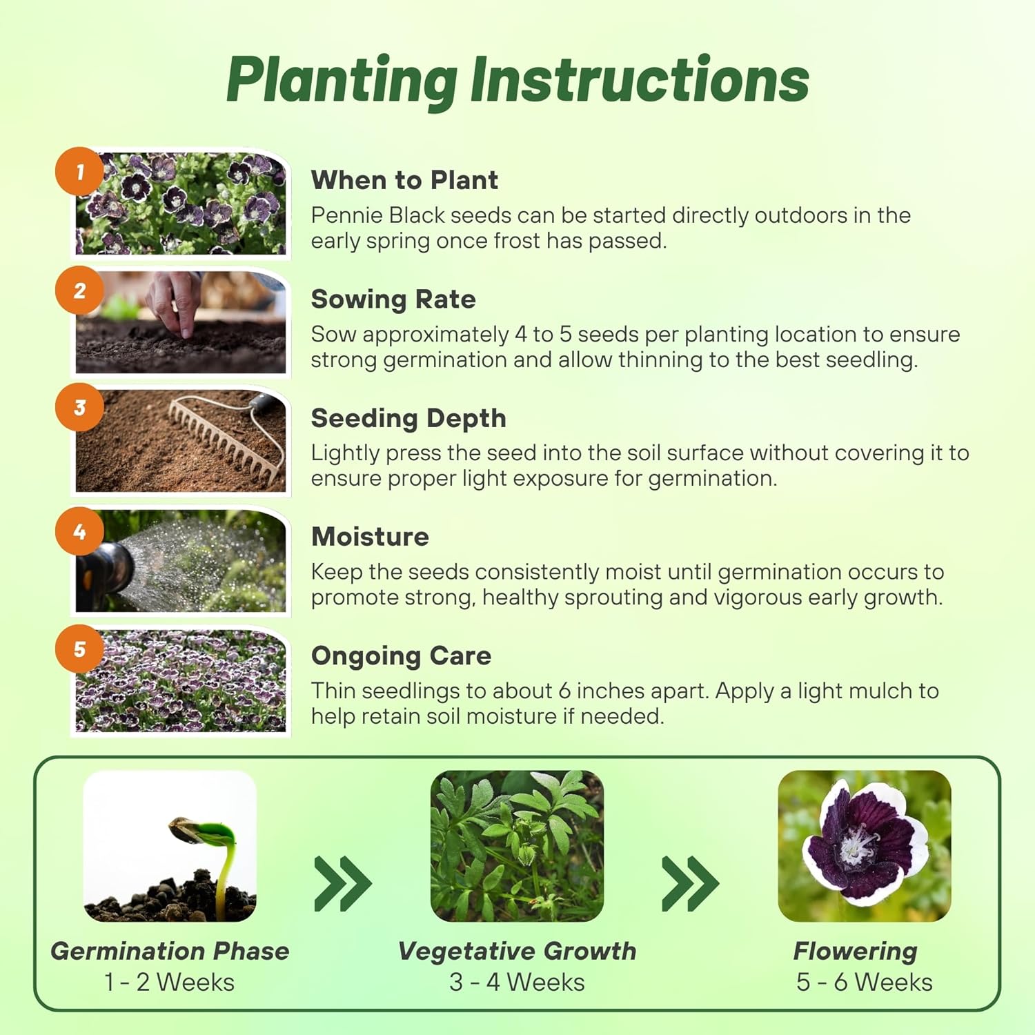 Pennie Black Flower Seed Planting Directions
