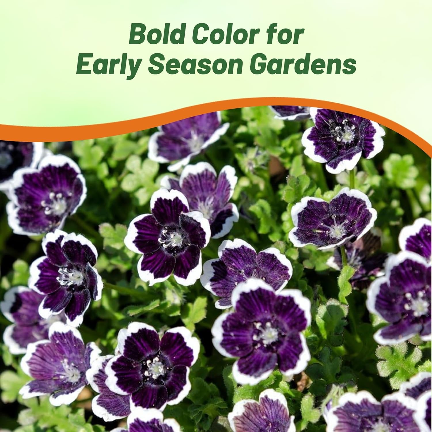 Pennie Black Container Plants