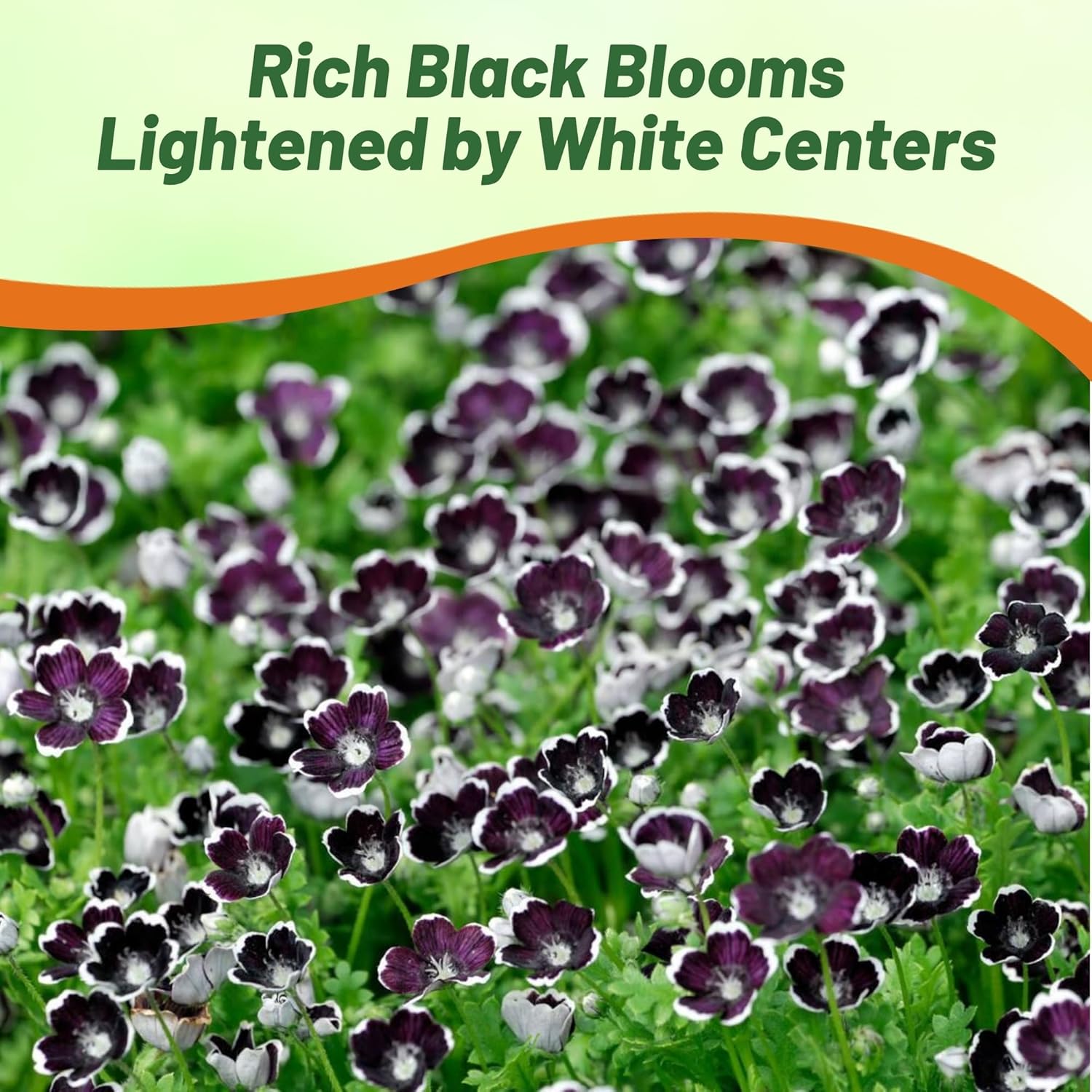 Pennie Black Pollinating Ground Cover Plants