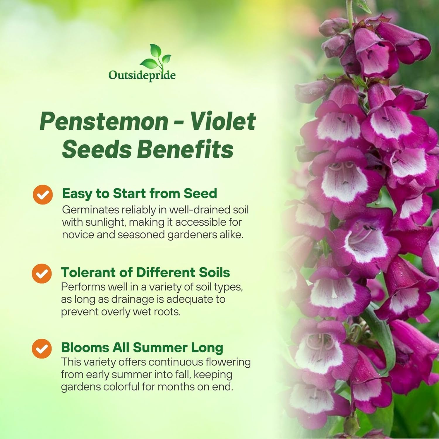 Penstemon Violet Flower Bed