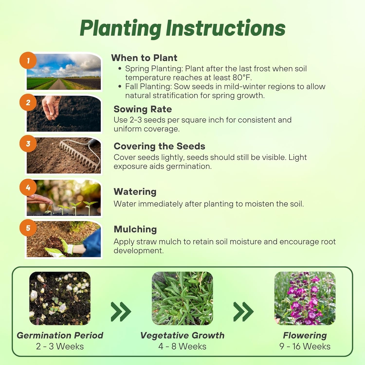 Penstemon Violet Planting Directions