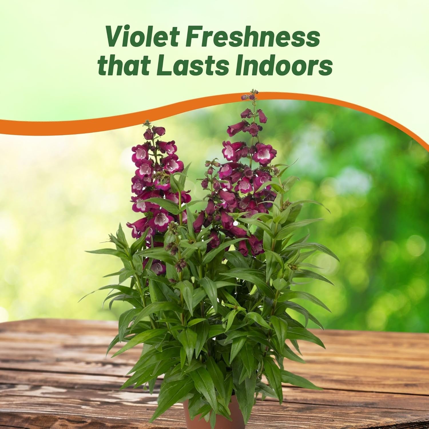Penstemon Violet Cut Flowers