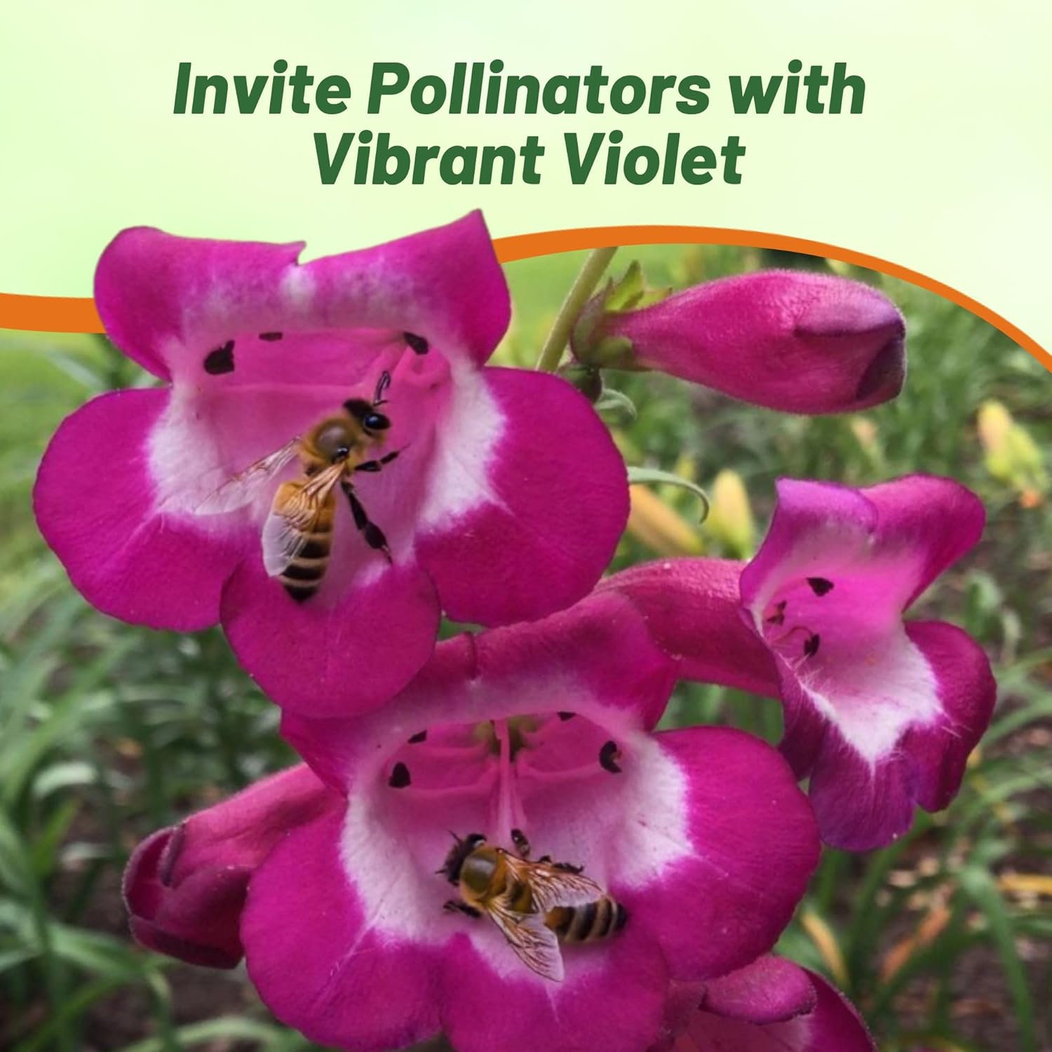 Penstemon Violet Pollinating Flowers