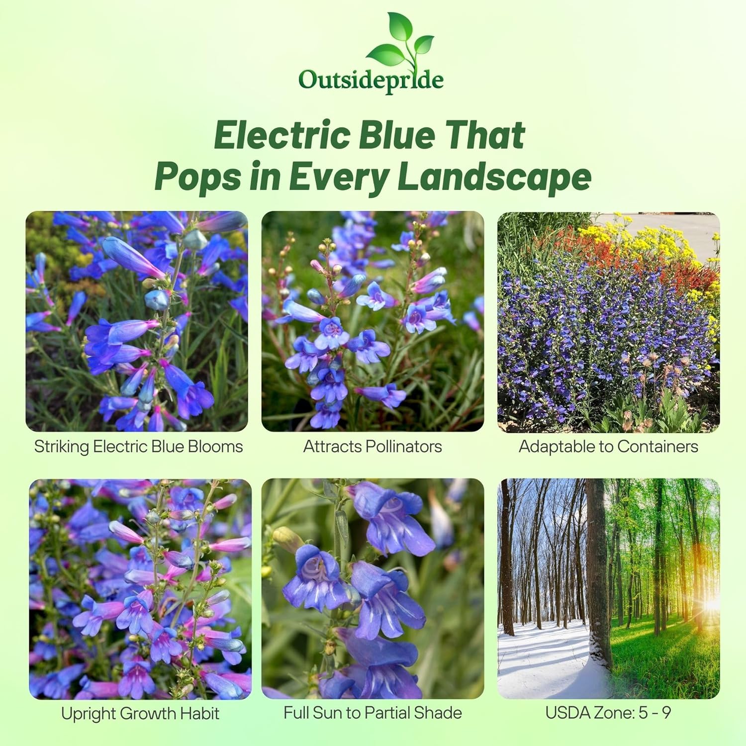 Penstemon Electric Blue Garden Flowers