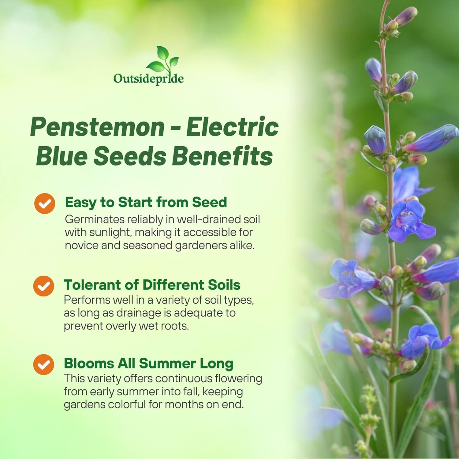 Penstemon Electric Blue Flower Bed
