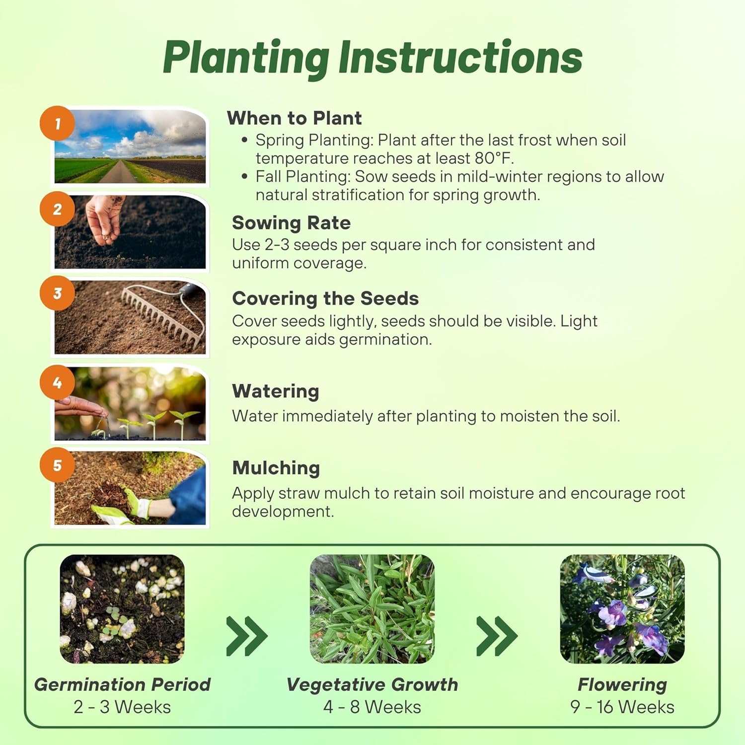 Penstemon Electric Blue Planting Directions