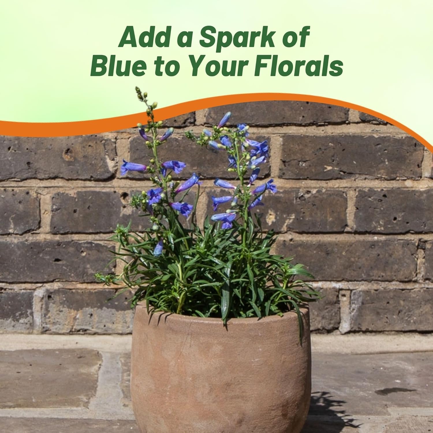 Penstemon Electric Blue Container Plant Flowers