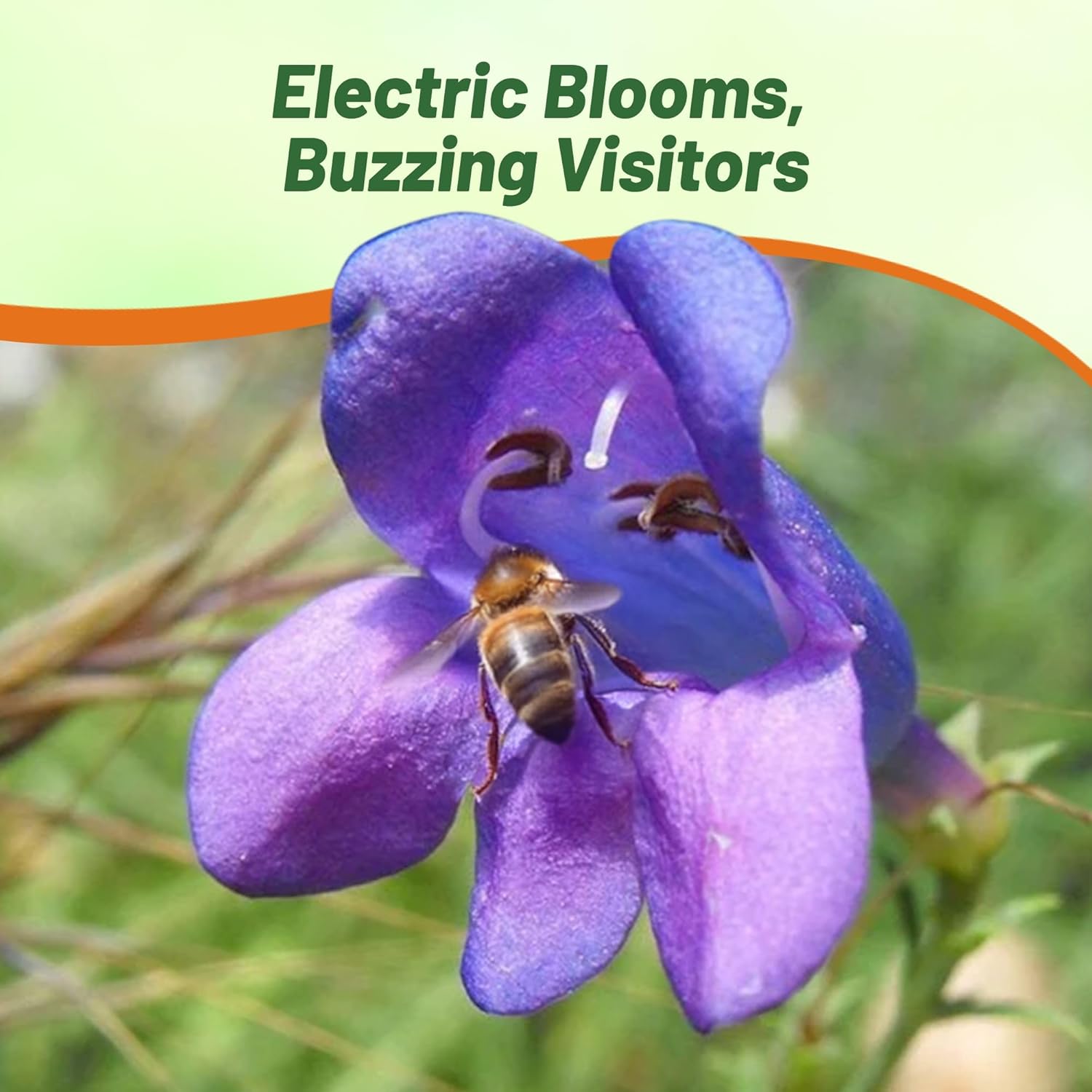Penstemon Electric Blue Pollinating Flowers