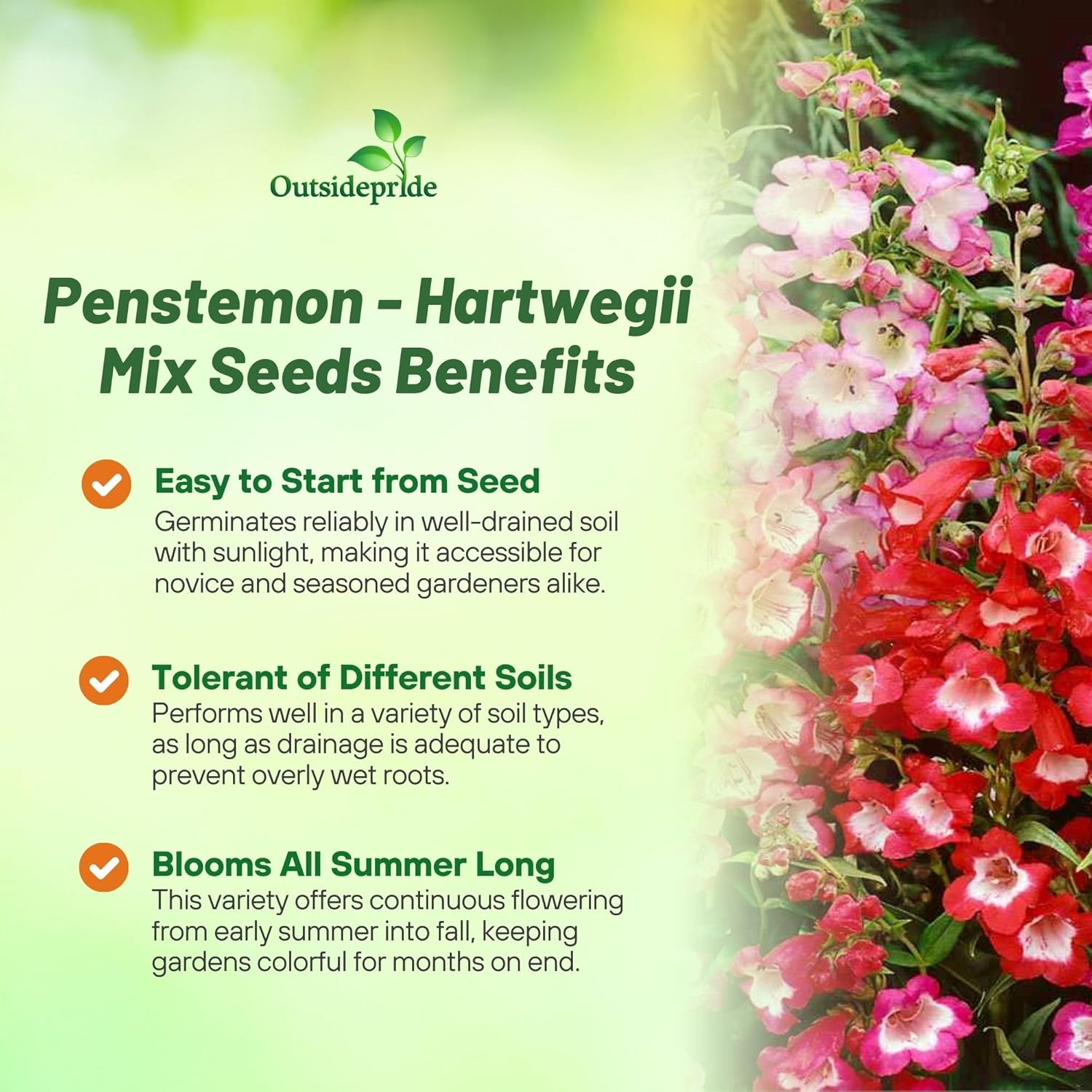 Penstemon Hartwegii Sensation Flower Bed