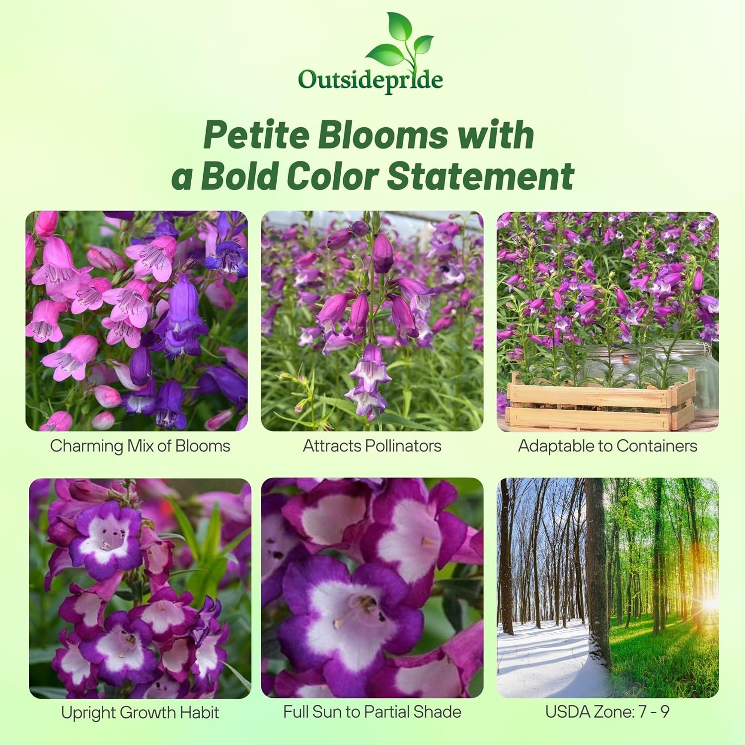 Penstemon Miniature Bells Garden Flowers