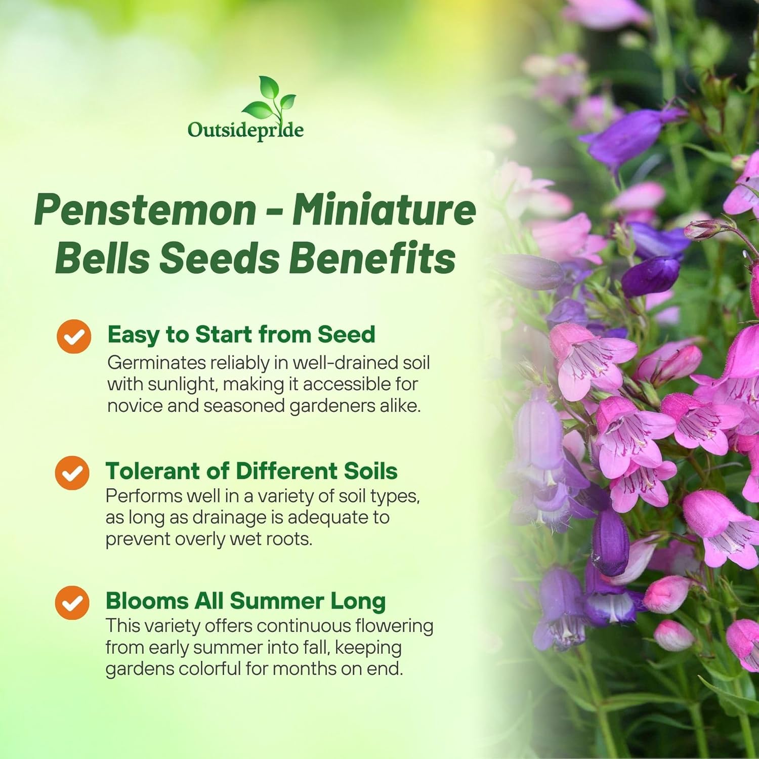 Penstemon Miniature Bells Flower Bed