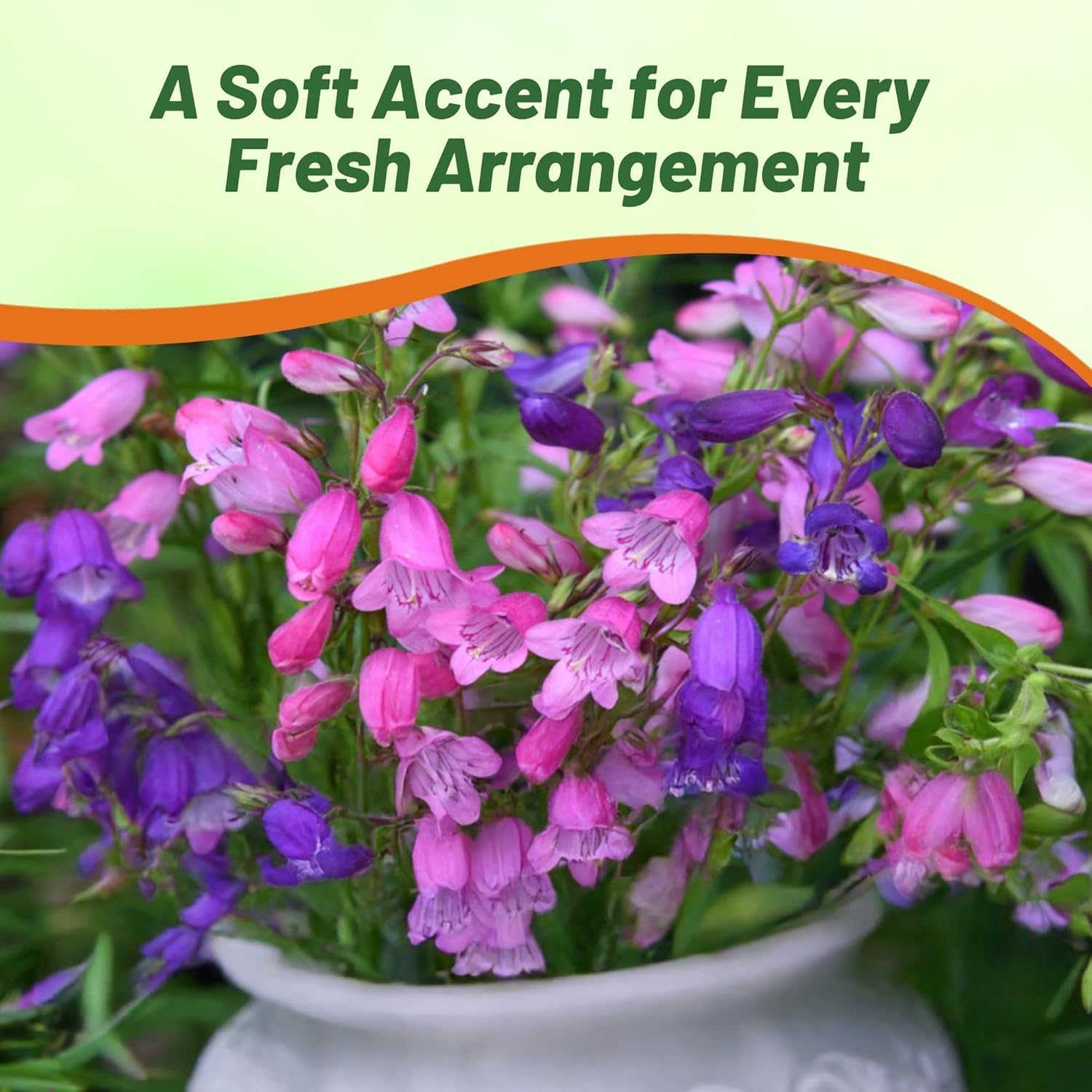 Penstemon Miniature Bells Cut Flowers