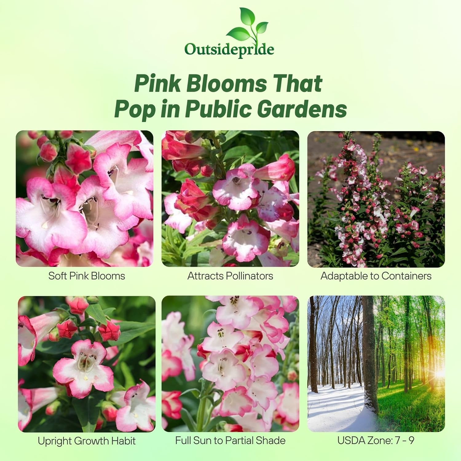Penstemon Pink Garden Flowers