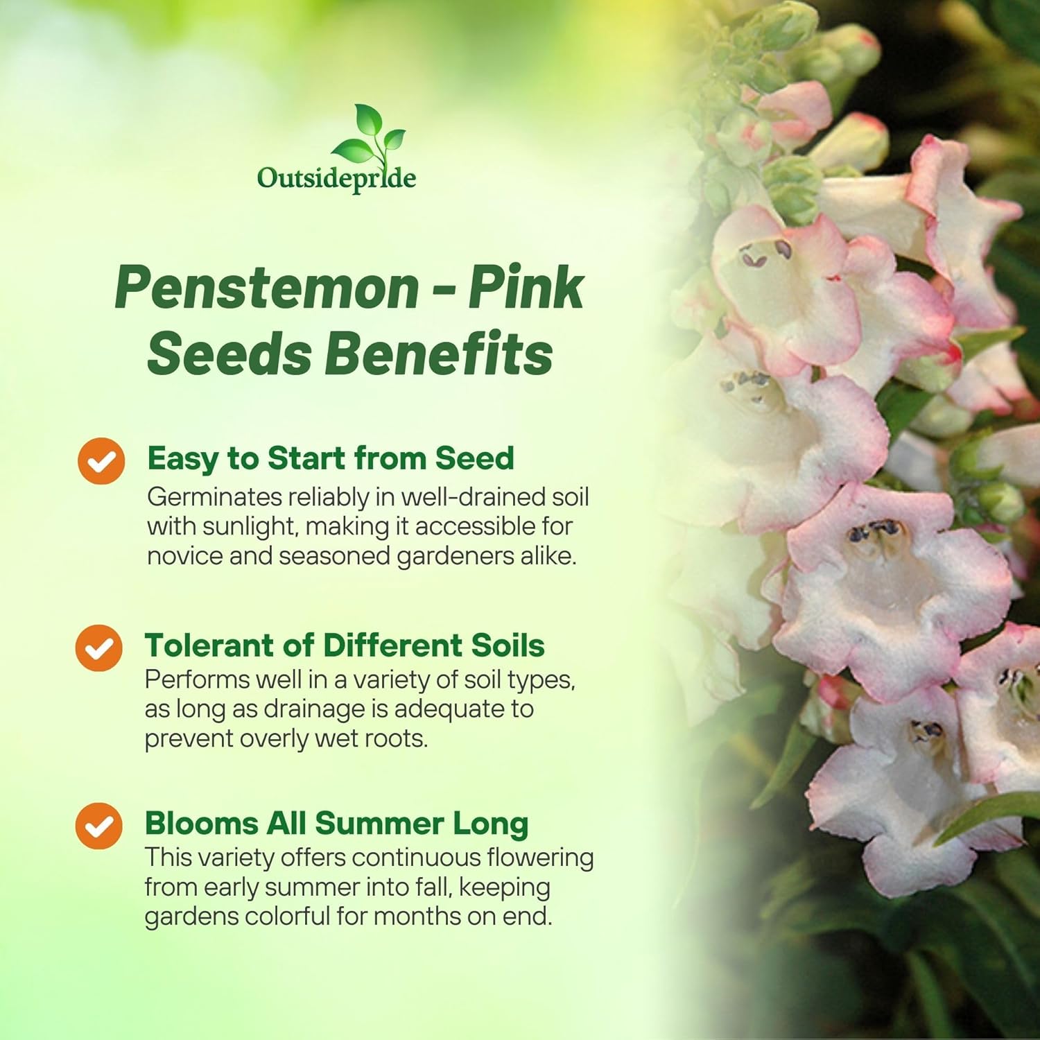 Penstemon Pink Flower Bed