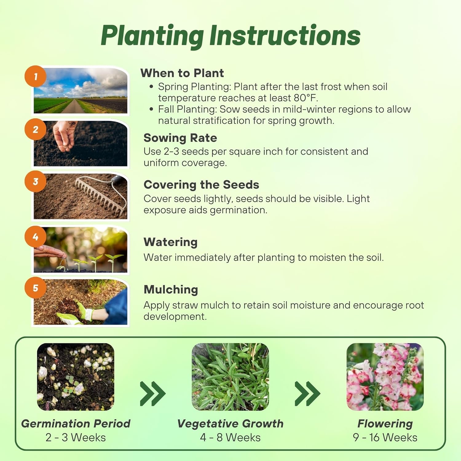 Penstemon Pink Planting Directions