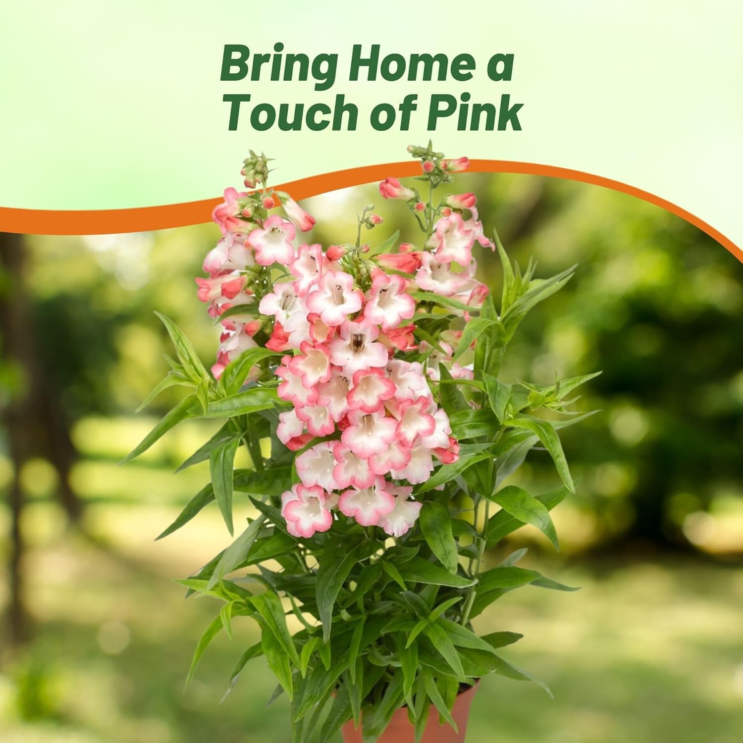 Penstemon Pink Container Plant Flowers