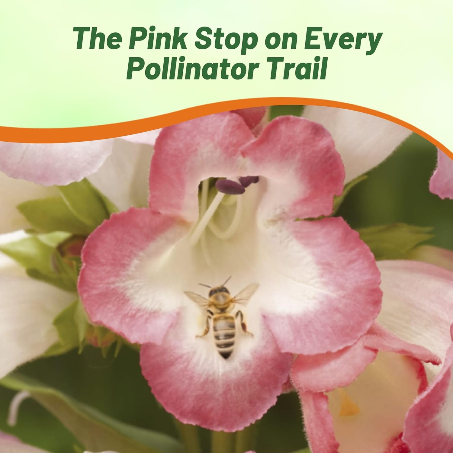 Penstemon Pink Pollinating Flowers