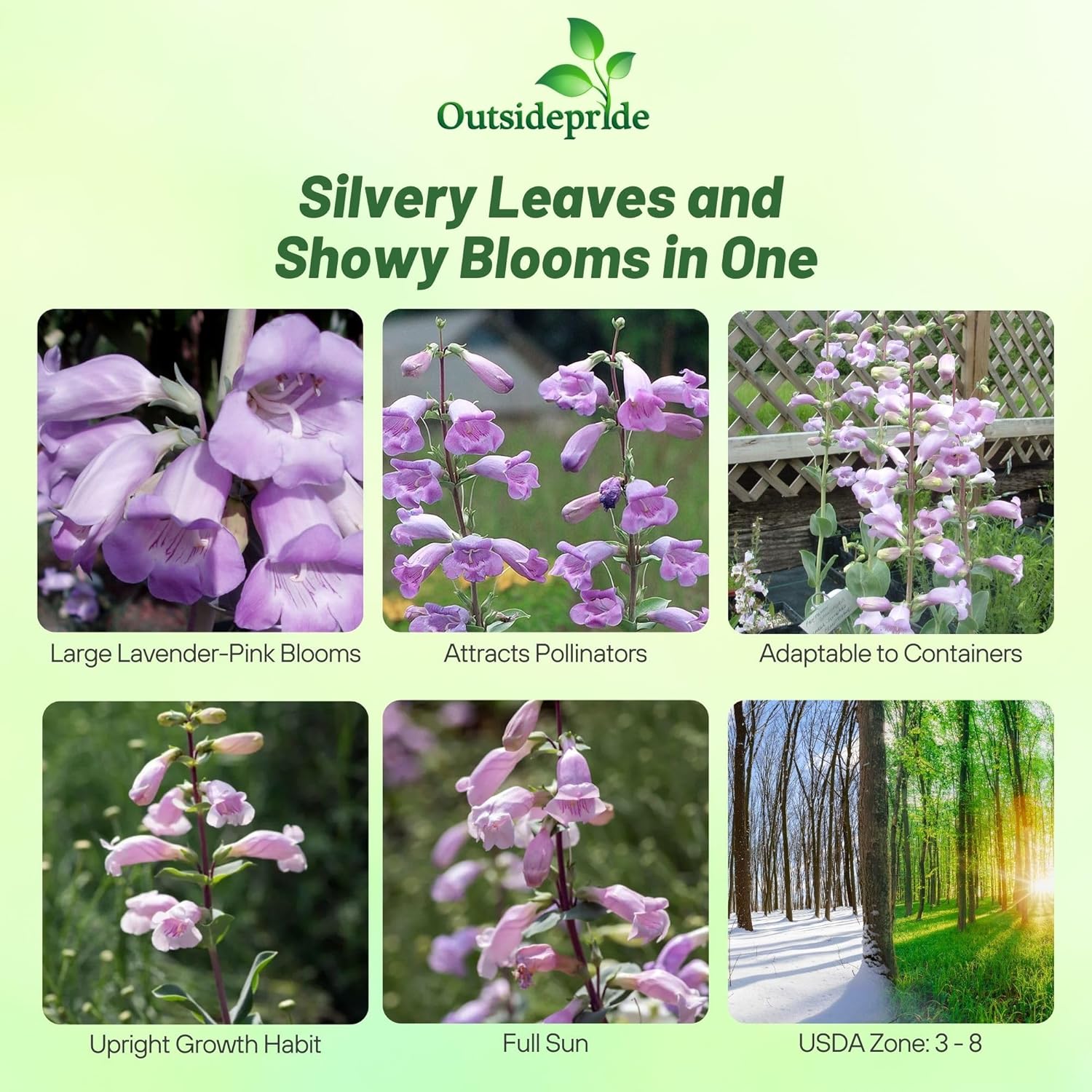 Penstemon Shell-leaf Garden Flowers