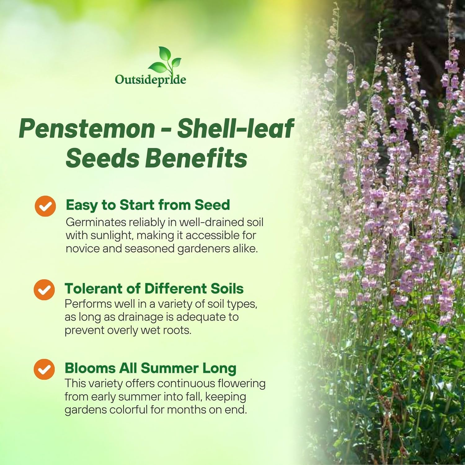 Penstemon Shell-leaf Flower Bed