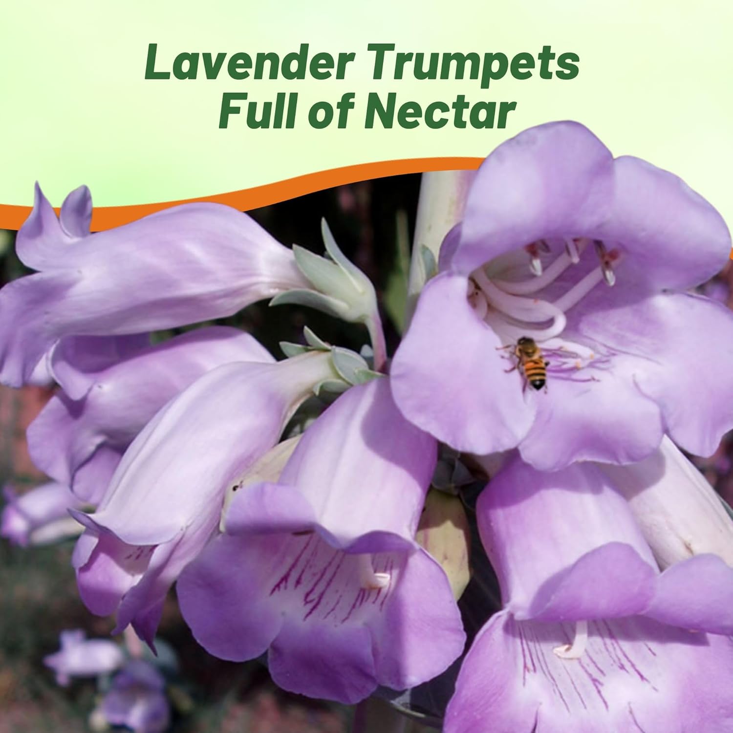 Penstemon Shell-leaf Pollinating Flowers