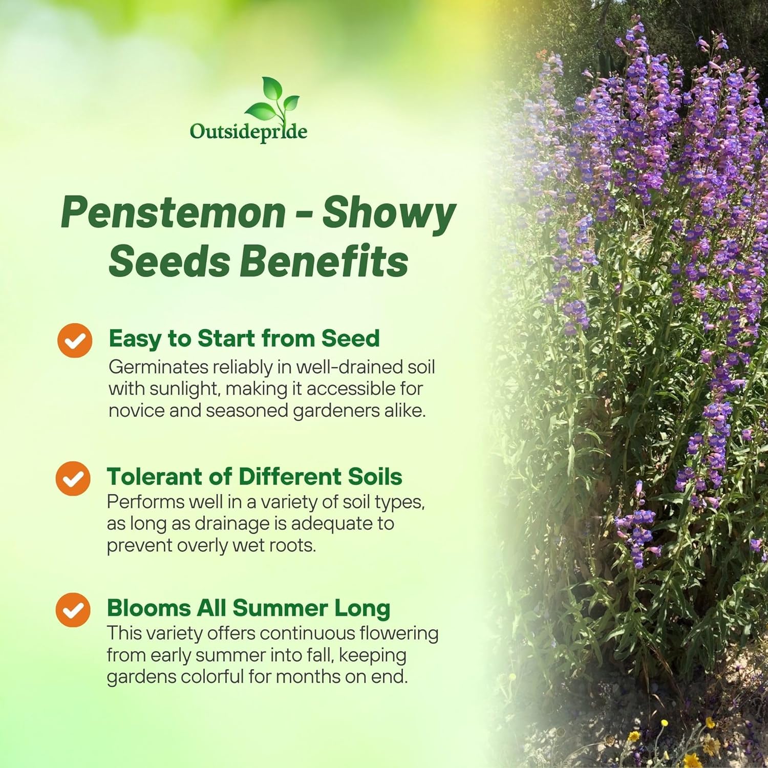 Penstemon Showy Flower Bed