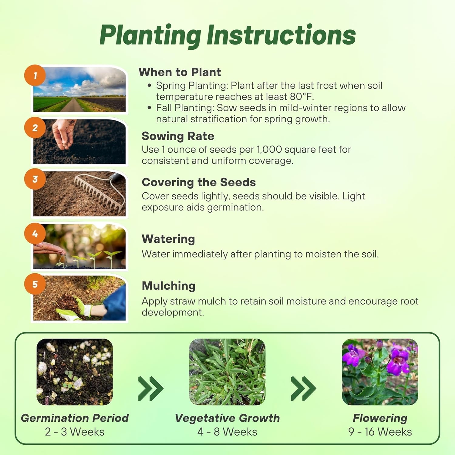Penstemon Showy Planting Directions