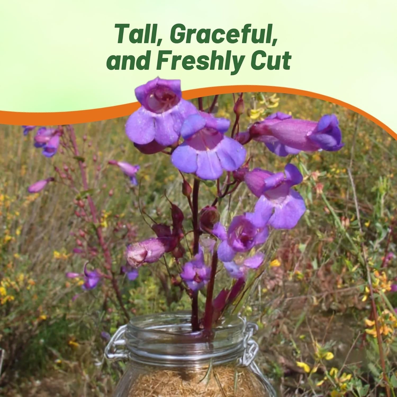 Penstemon Showy Cut Flowers