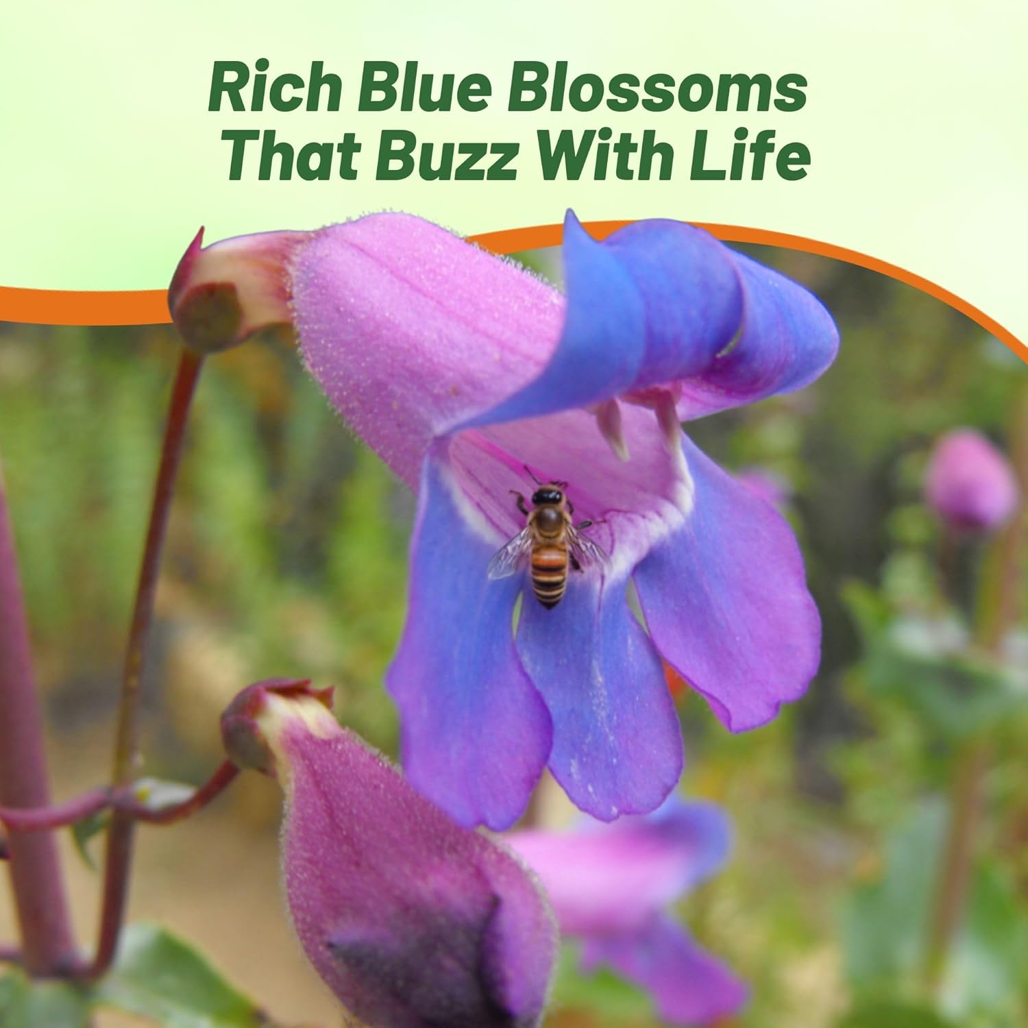 Penstemon Showy Pollinating Flowers