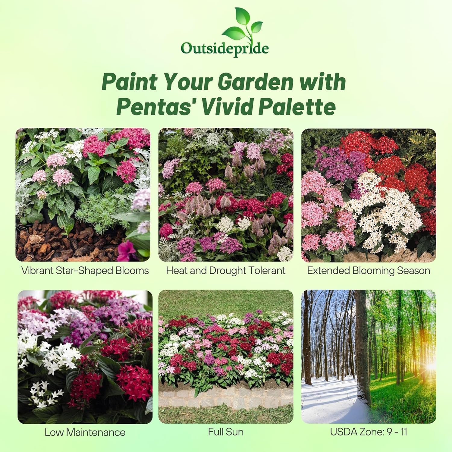 Pentas Honeycluster Mix Flowers