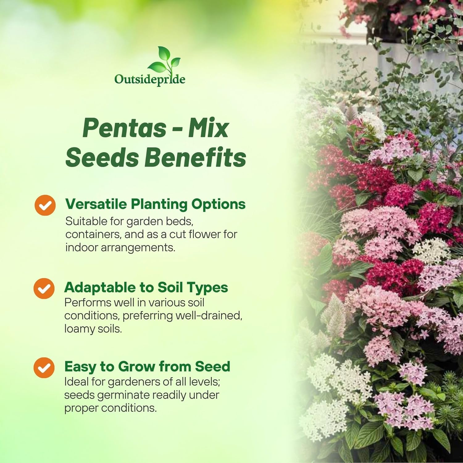 Pentas Mix Flower Garden