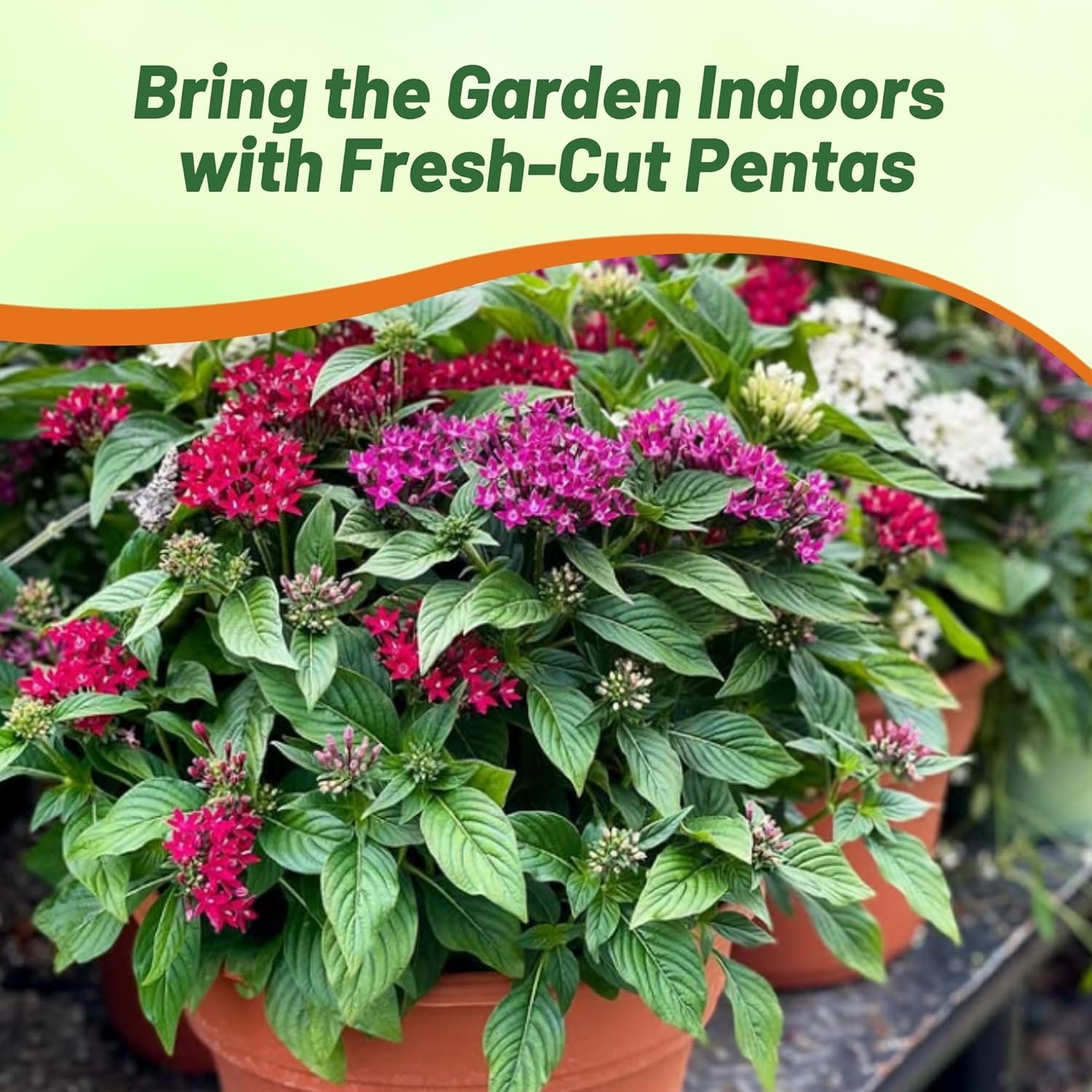 Pentas Mix Flower Container Plant