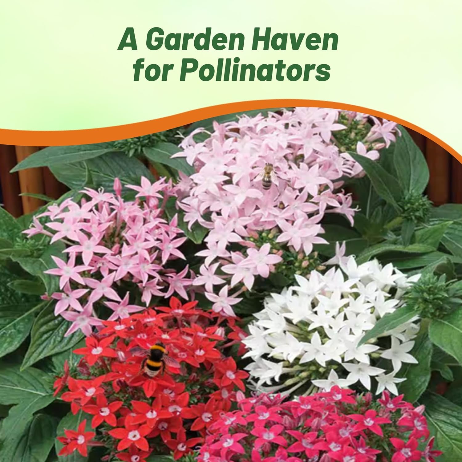 Pentas Graffitti Mix Pollinating Flowers