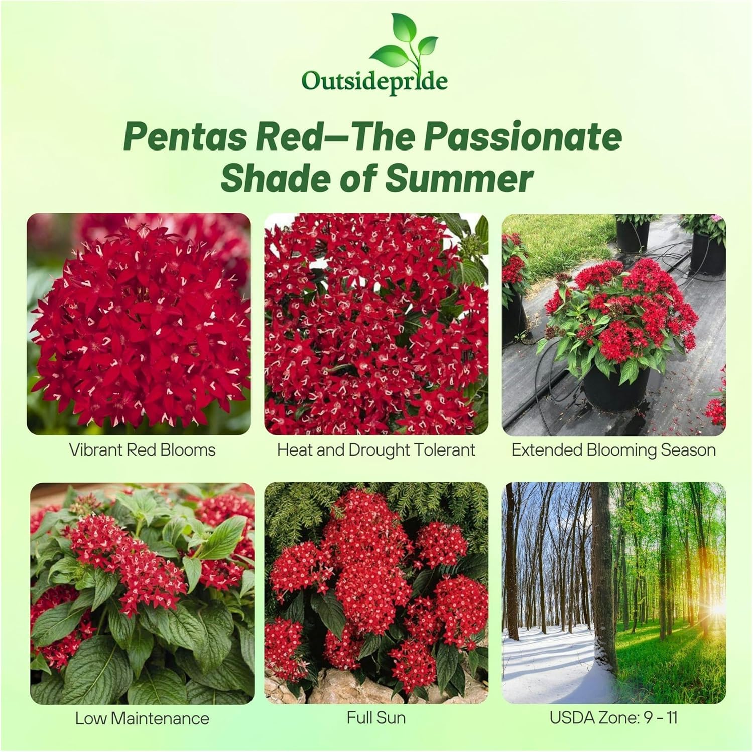 Pentas Honeycluster Bright Red Flowers