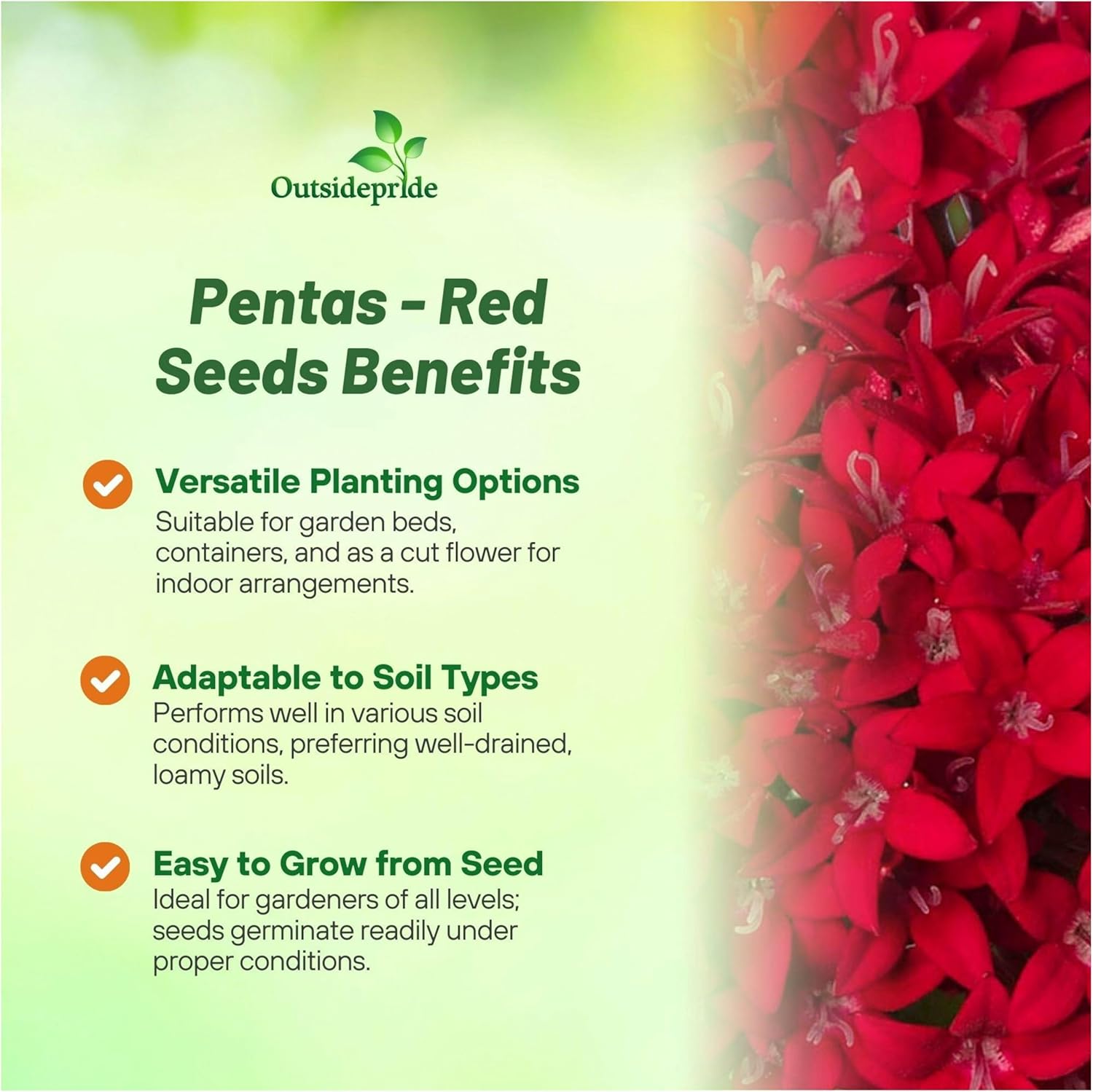 Pentas Red Flower Garden