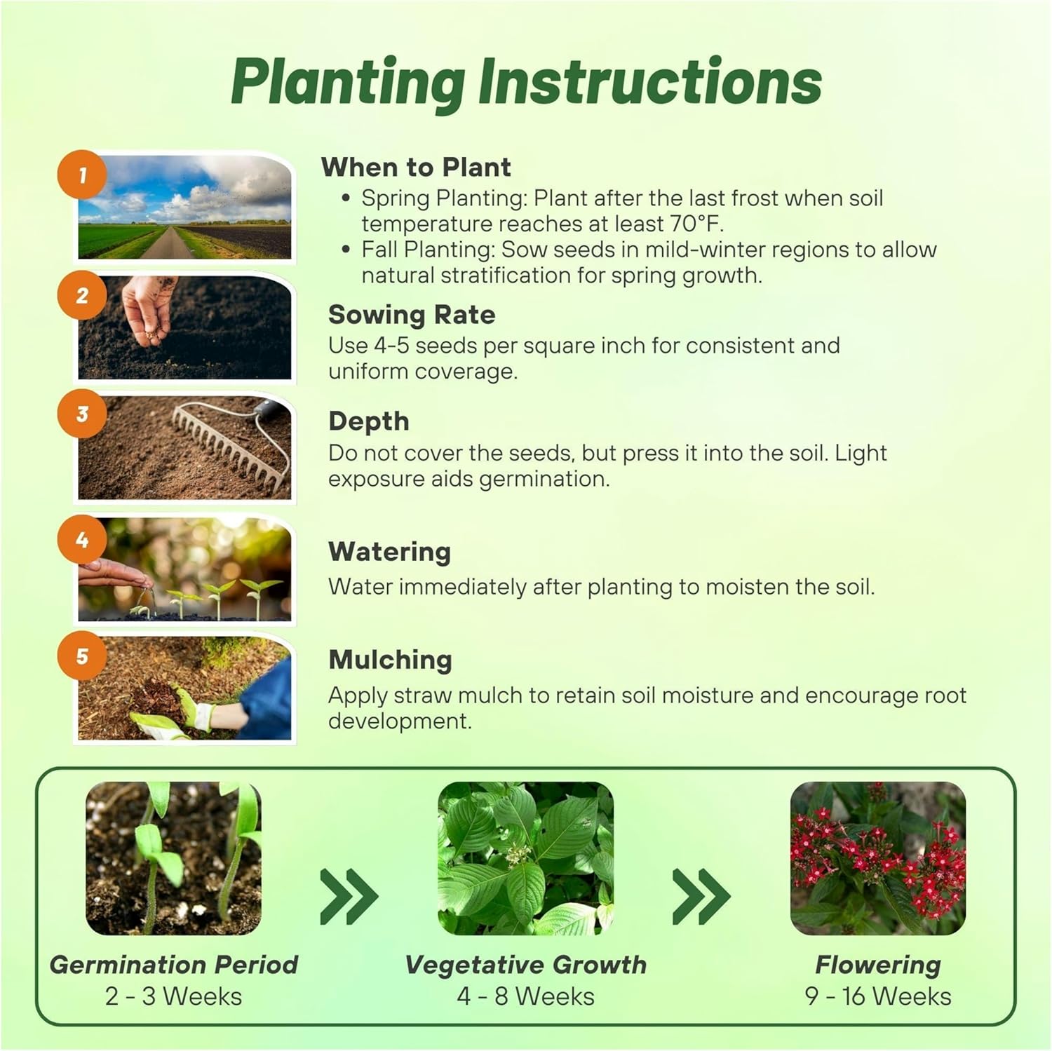 Pentas Red Flower Seed Planting Directions