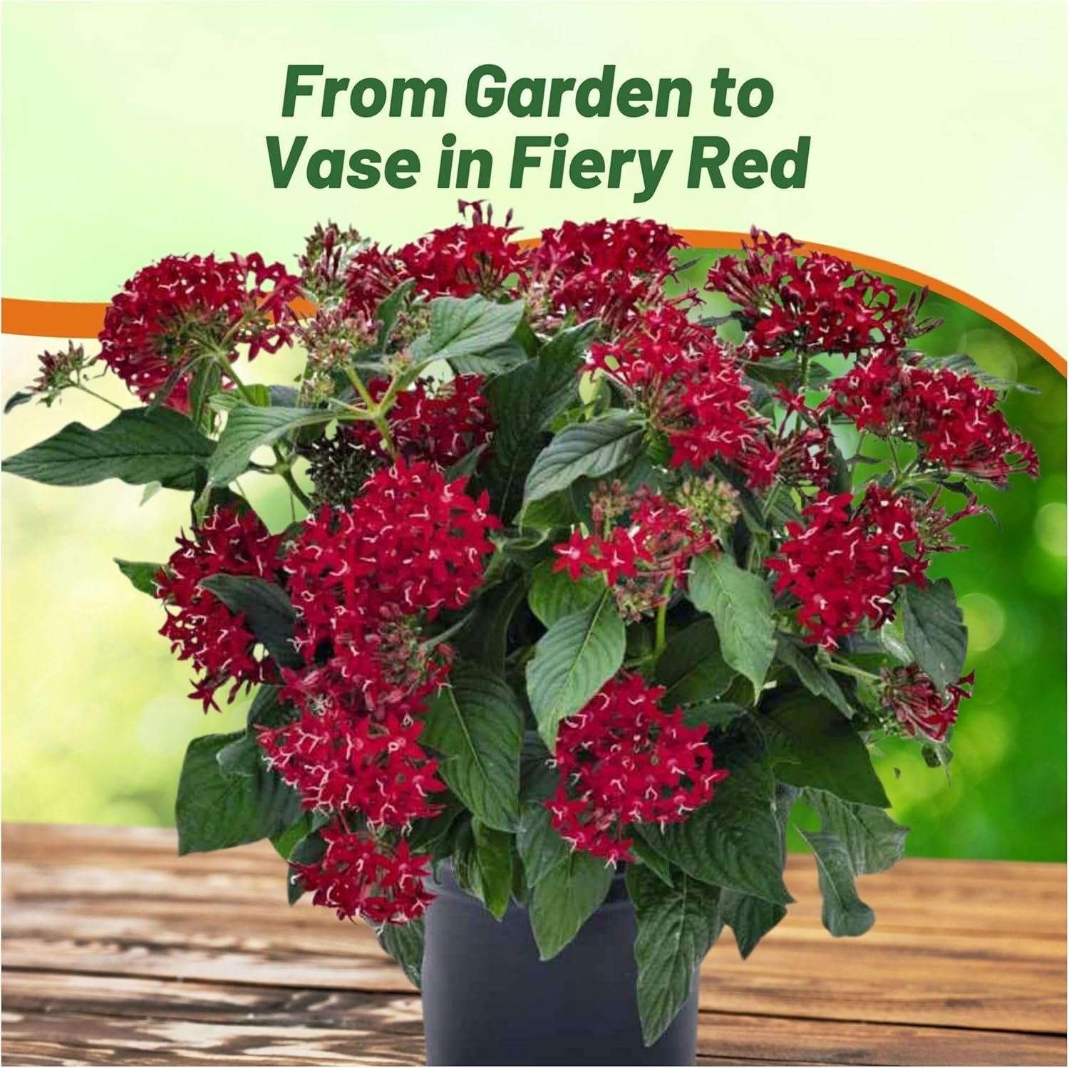 Pentas Red Flower Container Plant