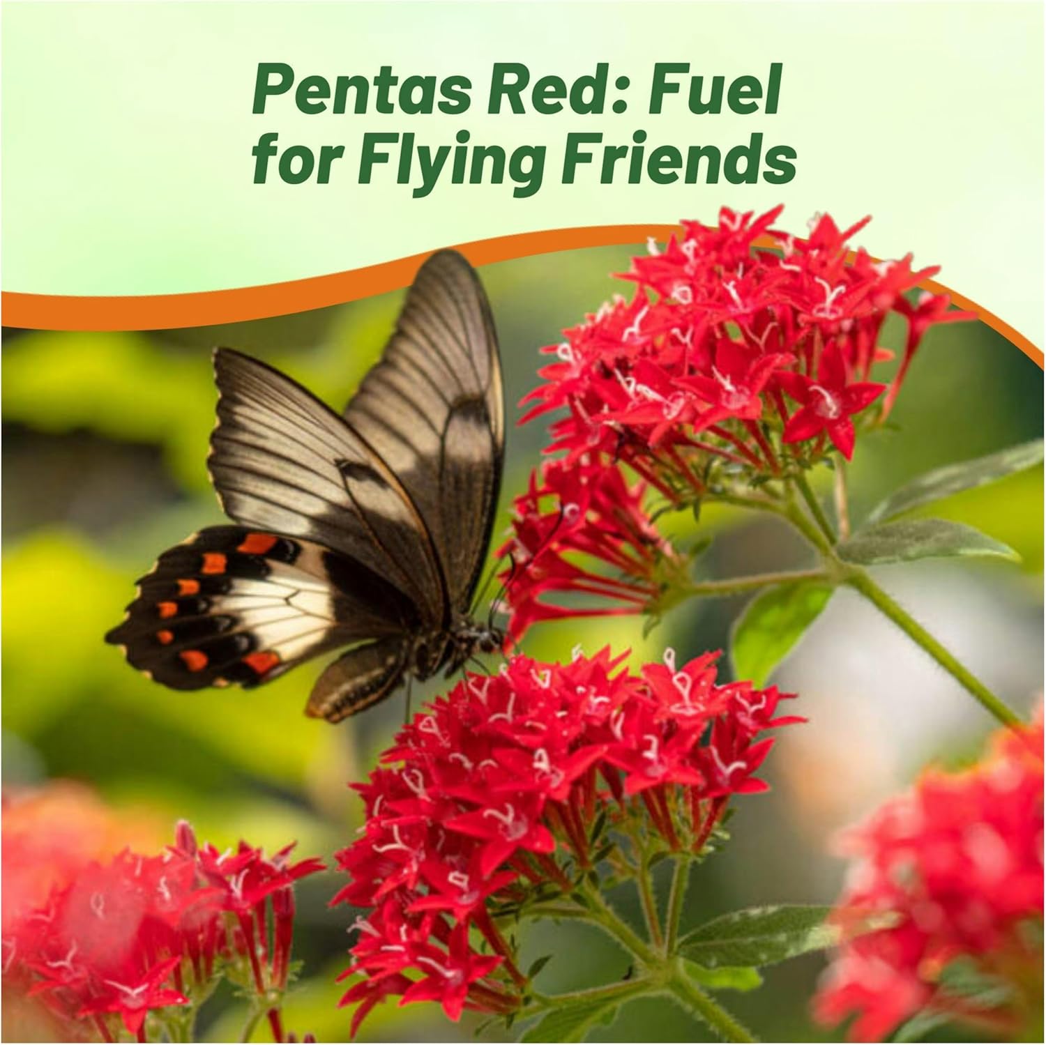 Pentas Graffitti Red Pollinating Flowers