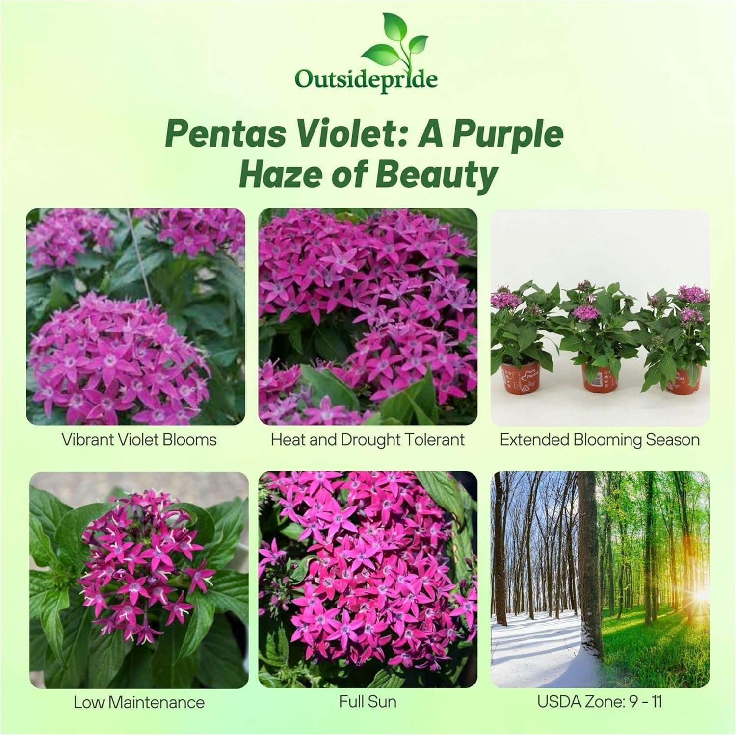 Pentas Honeycluster Bright Violet Flowers