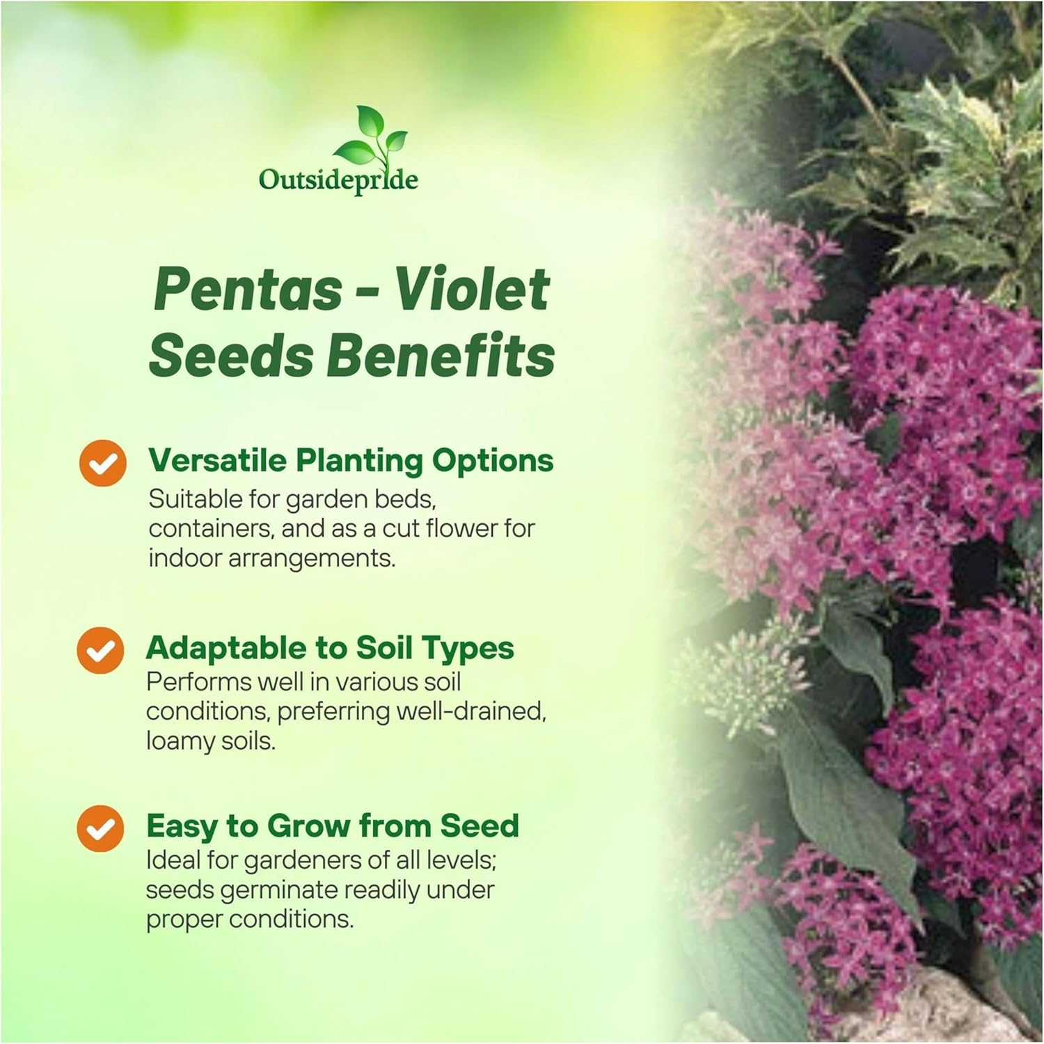 Pentas Violet Flower Garden