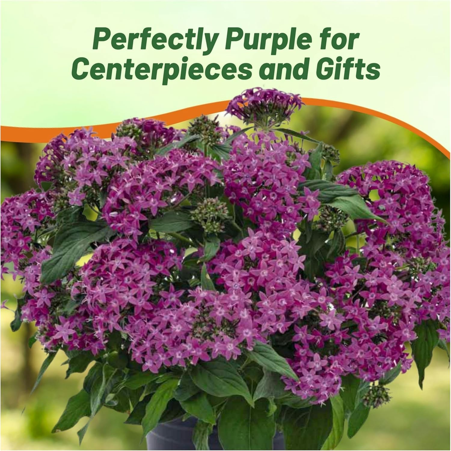 Pentas Violet Flower Container Plant