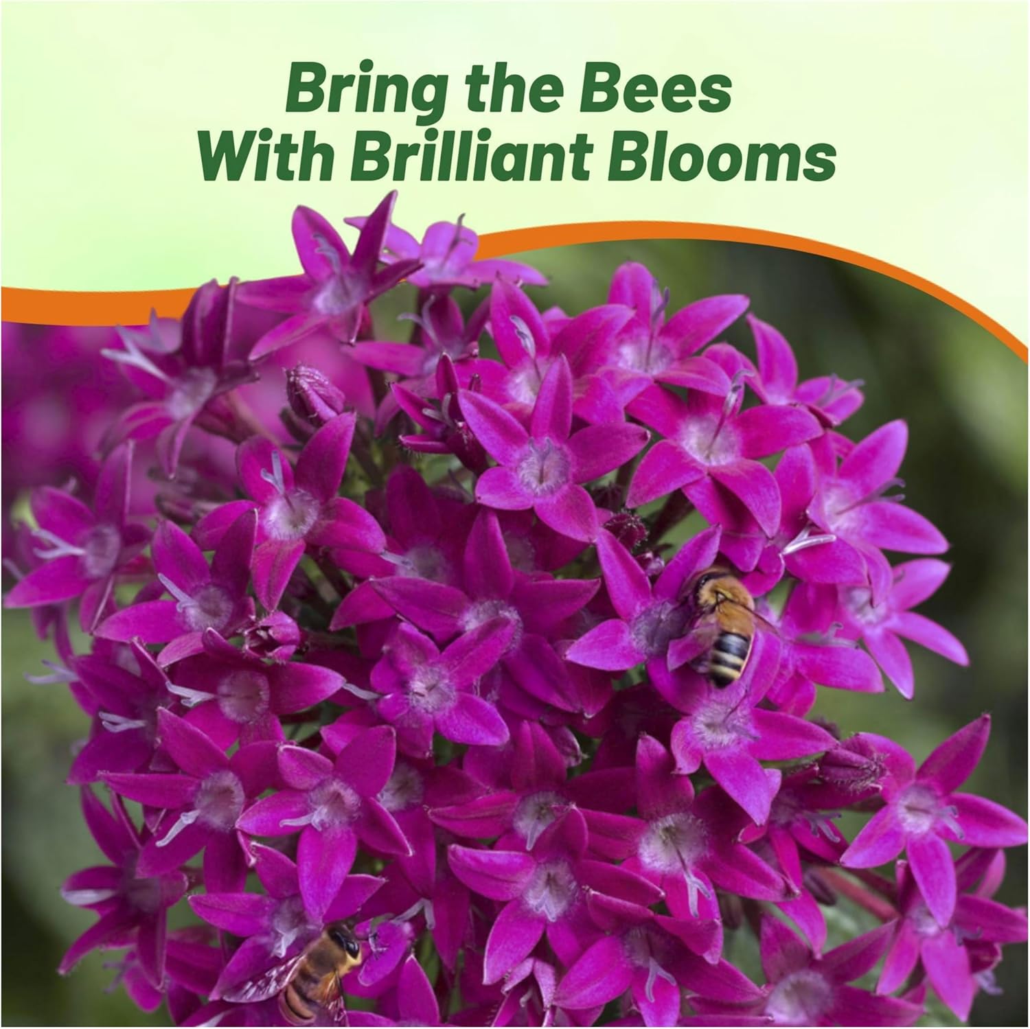 Pentas Graffitti Violet Pollinating Flowers