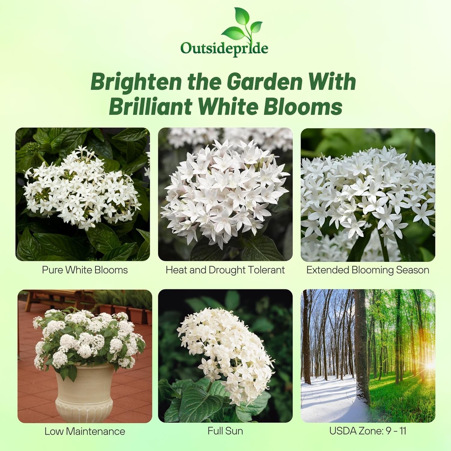 Pentas Honeycluster Bright White Flowers