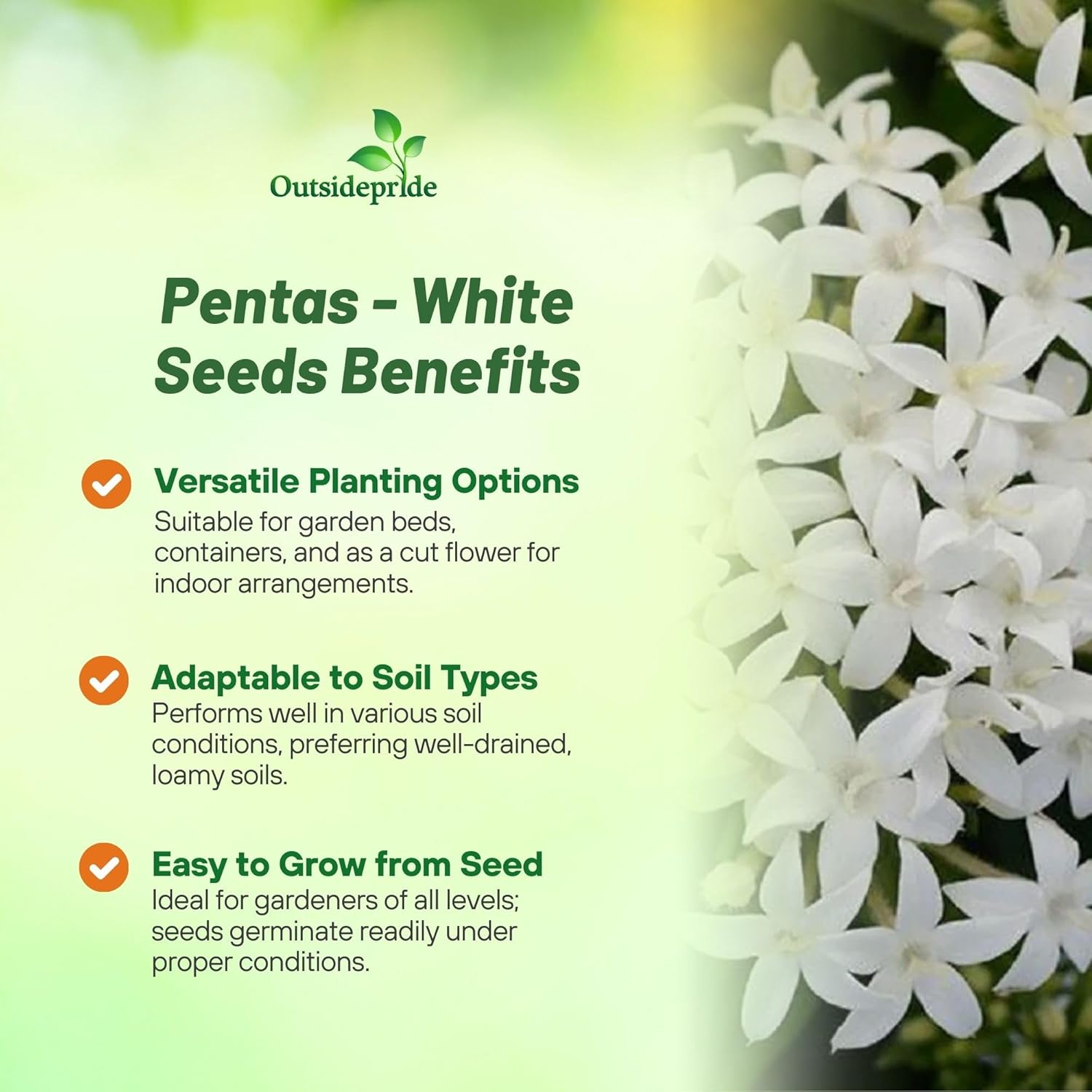 Pentas White Flower Garden